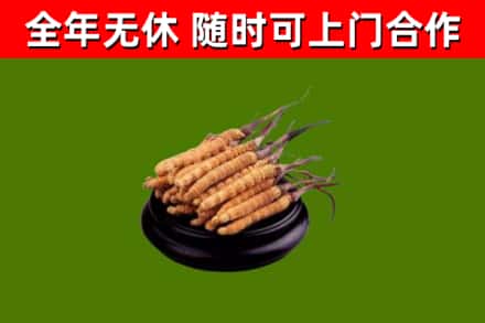 盐城烟酒回收冬虫夏草.jpg